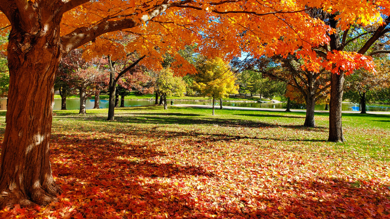 Is Fall Really a Good Time to Buy or Sell in Rockford? Here's What the Market Says | BHHS Crosby Starck Real Estate